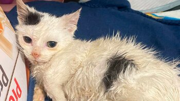 Stuart Little fue rescatado y