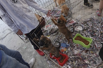 Solo se permitirá la comercialización