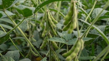 China boicotea la soya de