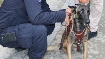 Laika, perrita rescatista falleció (Especial)