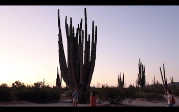El cactus de 1.500 años, trasladado a Sevilla para la Expo del 92, se encuentra actualmente en peligro.