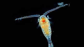 Cómo actúan las “bombas biológicas”