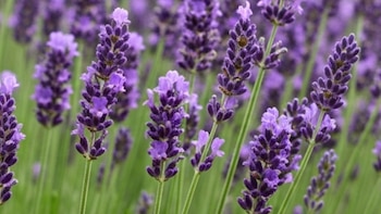 La lavanda, utilizada en jardines