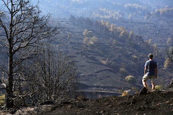 Un hombre observa uno de los pinares arrasados por el incendio de Burgohondo (Ávila) en el Parque Natural del Valle de Iruelas. (EFE/ Raúl Sanchidrián)