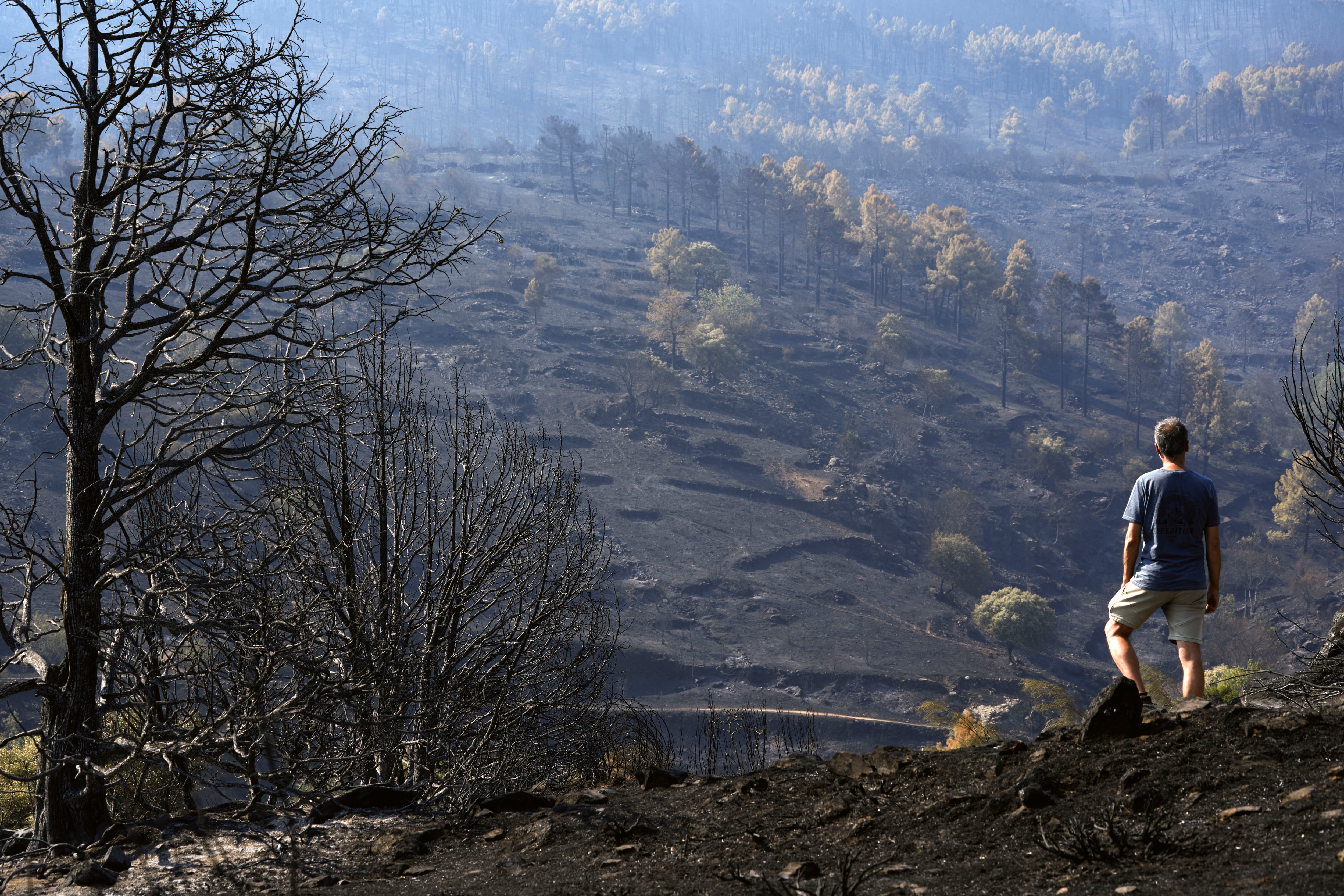 Un hombre observa uno de los pinares arrasados por el incendio de Burgohondo (Ávila) en el Parque Natural del Valle de Iruelas. (EFE/ Raúl Sanchidrián)