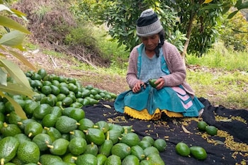 Entre enero y julio, el valor de las agroexportaciones llegó a USD 6.840 millones, con un aumento de 2,5% frente al mismo periodo de 2025.