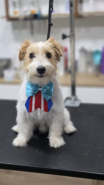 Un perro pequeño de pelaje blanco y marrón claro con un lazo celeste y tricolor se sienta sobre una mesa oscura. Se ven herramientas de aseo al fondo borroso