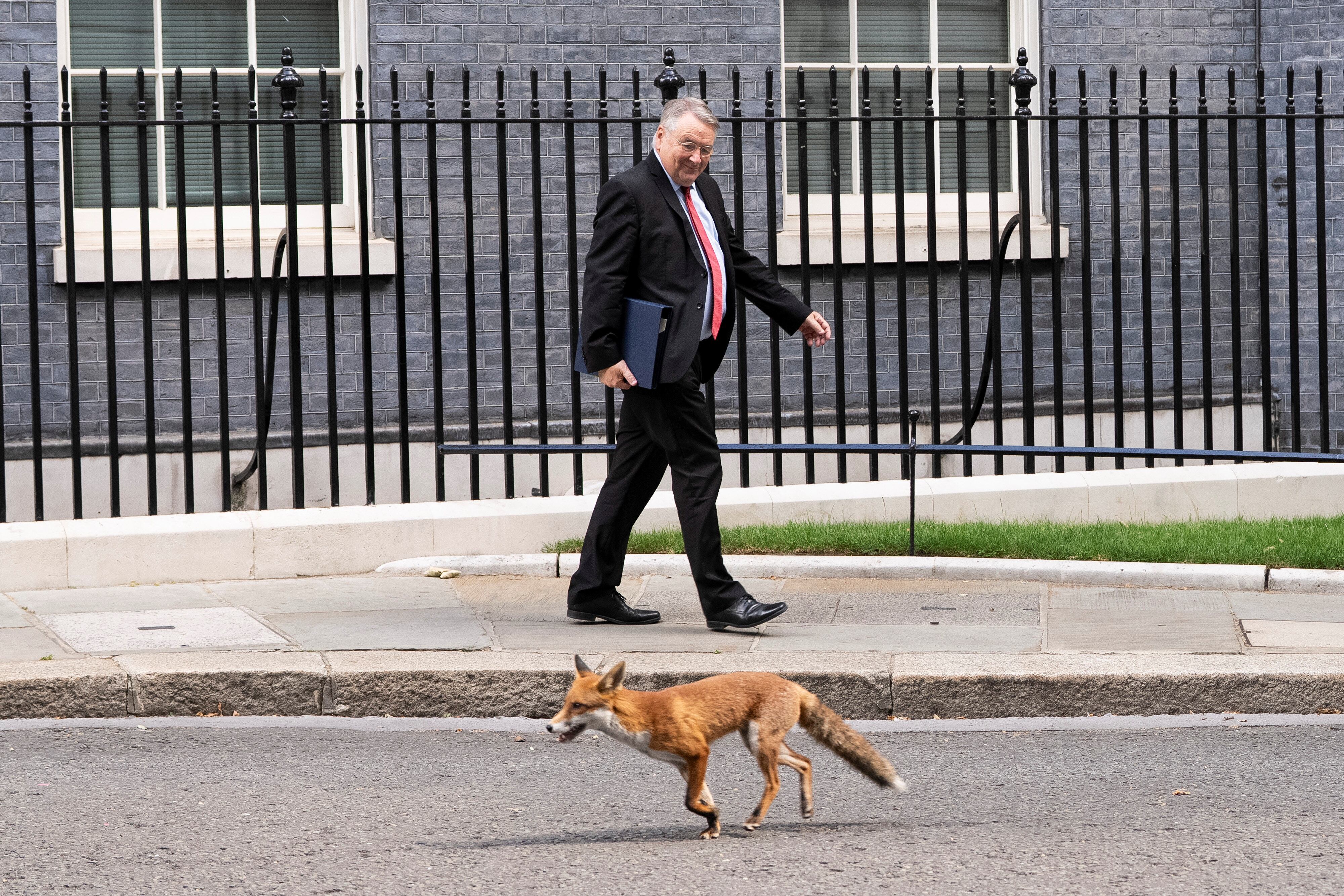 Expertos advierten que la habituación de los zorros a la presencia humana no equivale a un proceso de domesticación real (REUTERS/Carlos Jasso)