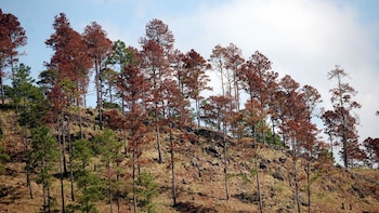 Honduras enfrenta nueva amenaza forestal: 80 focos de gorgojo descortezador ya afectan bosques en varias regiones