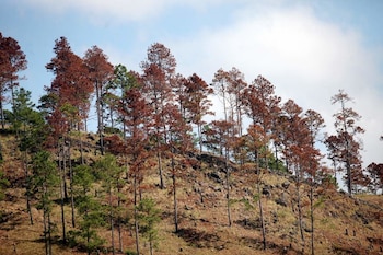 La infografía detalla las características del gorgojo, su ciclo de vida, formas de propagación y los daños que genera en los bosques de pino en Honduras. (FOTO: ICF)