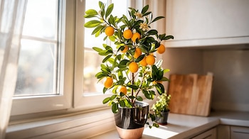 FRUTALES DECO