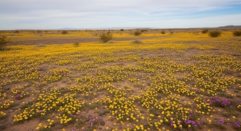 Extenso paisaje desértico se transforma