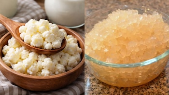 Búlgaros de leche vs búlgaros