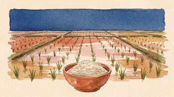 Ilustración en acuarela de campos de arroz inundados con brotes verdes y un tazón de cerámica con arroz en primer plano.