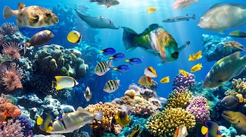 Peces de arrecife de varios colores, una manta raya, una tortuga marina y un arrecife de coral bajo la superficie del océano.