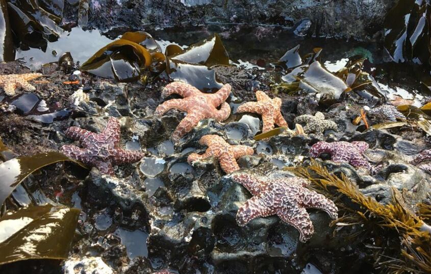 La recuperación de la estrella de mar ocre tras la epidemia es vista como un indicio alentador para la salud de los ecosistemas marinos de la región (Oregon State University)
