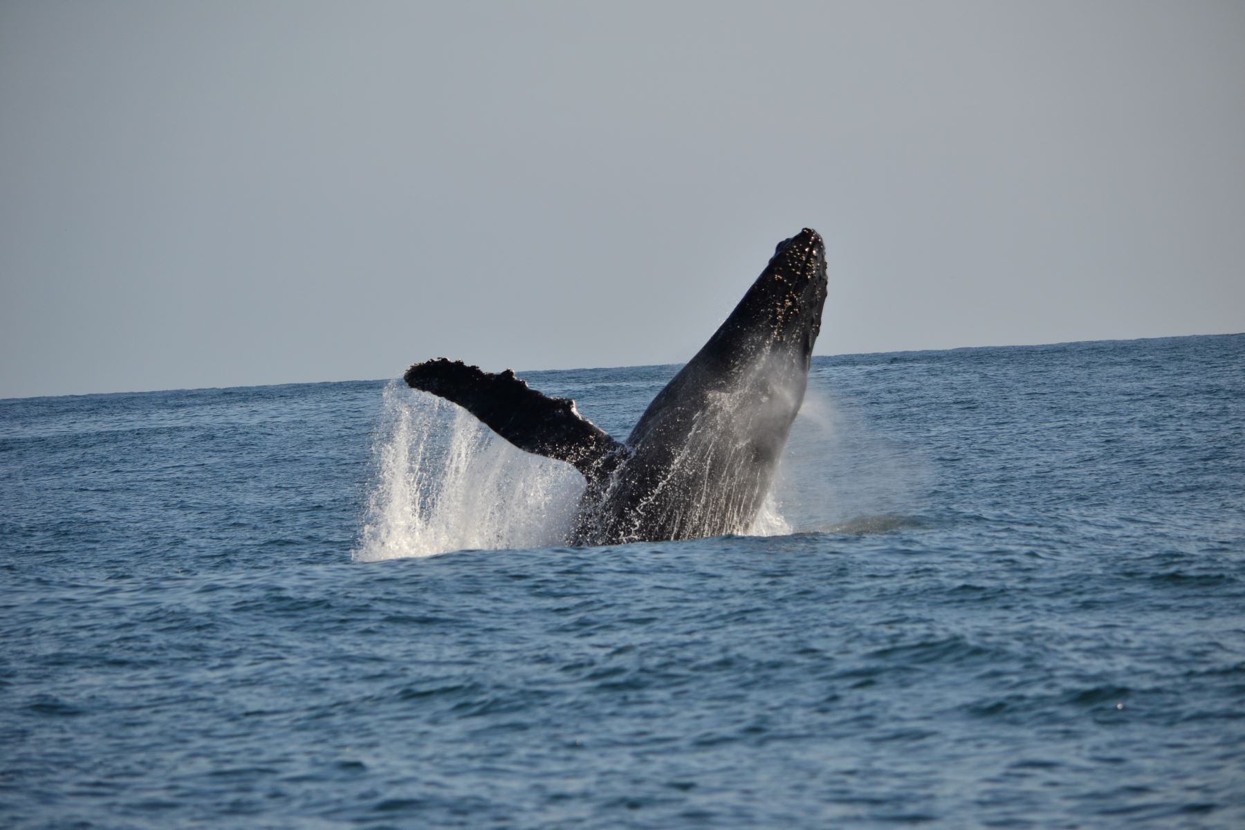 Ballena jorobada en mar peruano. (Foto: Andina)