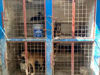 Los activistas habrían encontrado objetos