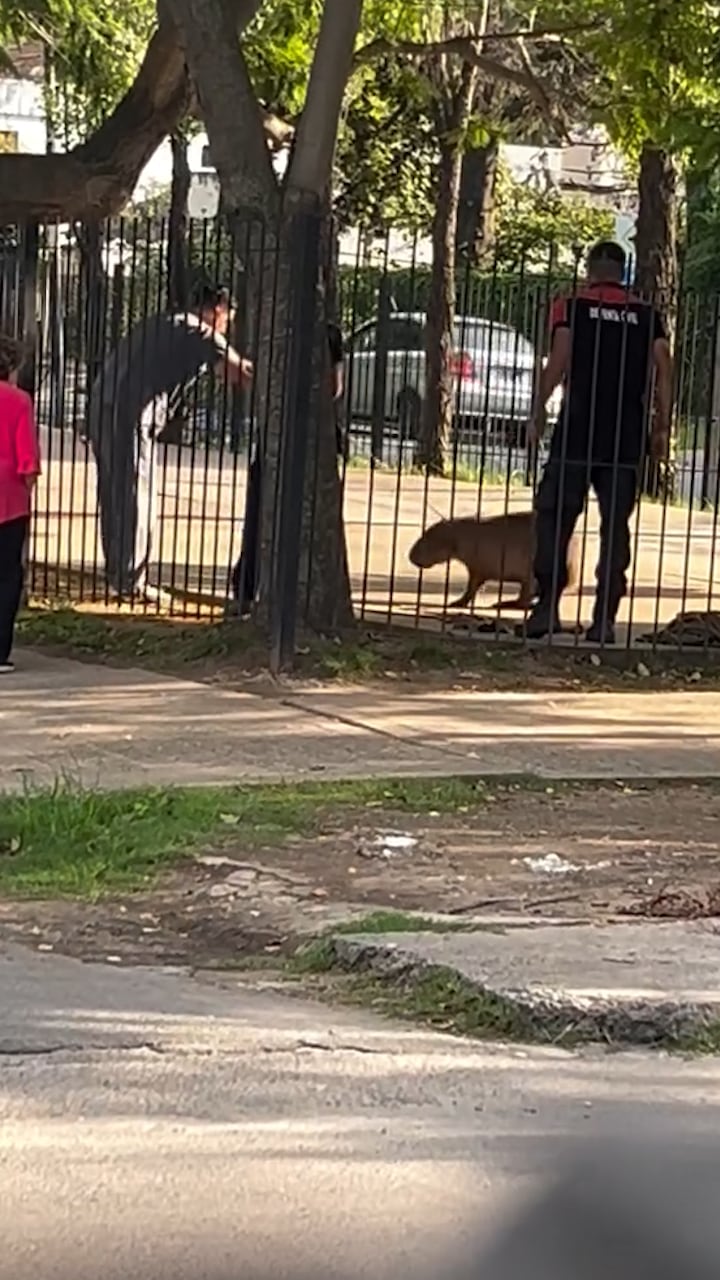 El tráfico ilegal y retiro de capibaras de su hábitat natural están penados por la normativa de protección de fauna silvestre
