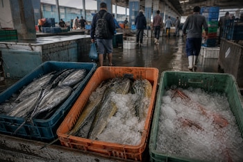 Tres cajas de plástico con pescado sobre hielo se ubican frente a un pasillo donde caminan personas de espaldas en un mercado techado.