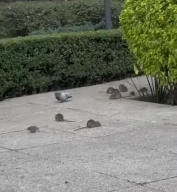 Los animales han sido vistos