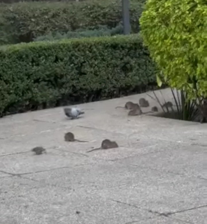 Los animales han sido vistos paseándose a luz del día entre los ciudadanos. Foto: (Redes sociales)