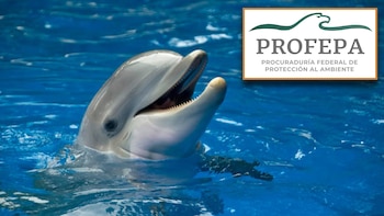 Delfines asegurados tras clausura de delfinario en Cancún permanecen bajo vigilancia: informa Profepa