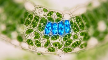 Vista microscópica de células vegetales con paredes celulares translúcidas que encierran cloroplastos verdes y un grupo de cuatro células azules en el centro.