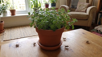 Maceta con planta de Menta peperina sobre una mesa de madera; cuatro arañas están sobre la mesa, cerca de la maceta.