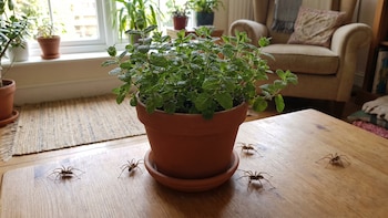 La planta que repele arañas y que puedes tener en maceta dentro de tu casa
