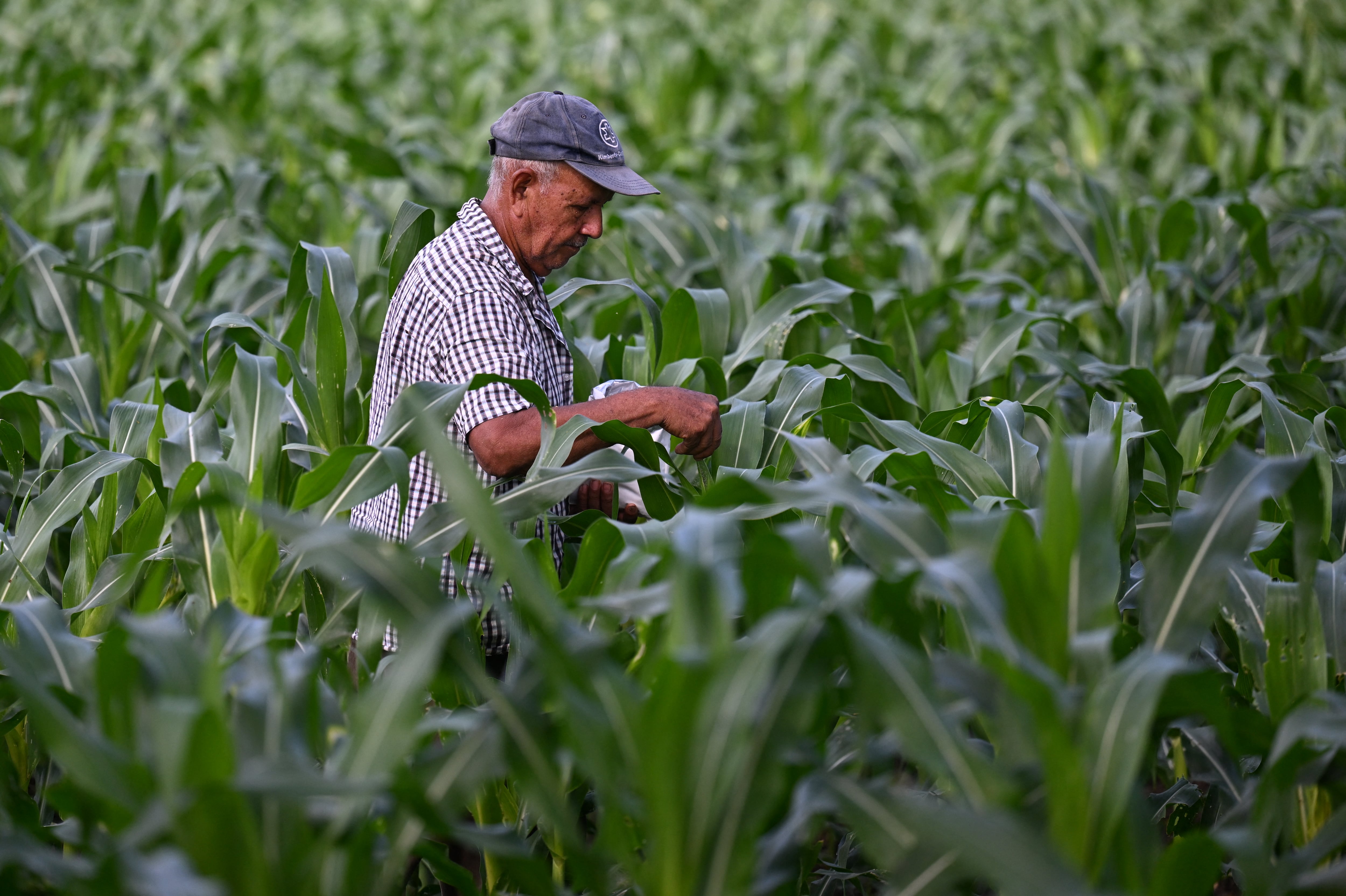 El agricultor Angel de Jesus Cruz aplica fertilizante a sus cultivos, esperando una lluvia en esta sequía. (Infobae Centroamérica/ Marvin RECINOS / AFP)
