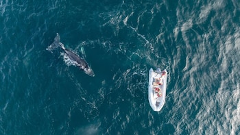 El caso de Popa expone los desafíos de las ballenas jorobadas ante la presión humana (FUNDACIÓN REWILDING ARGENTINA)