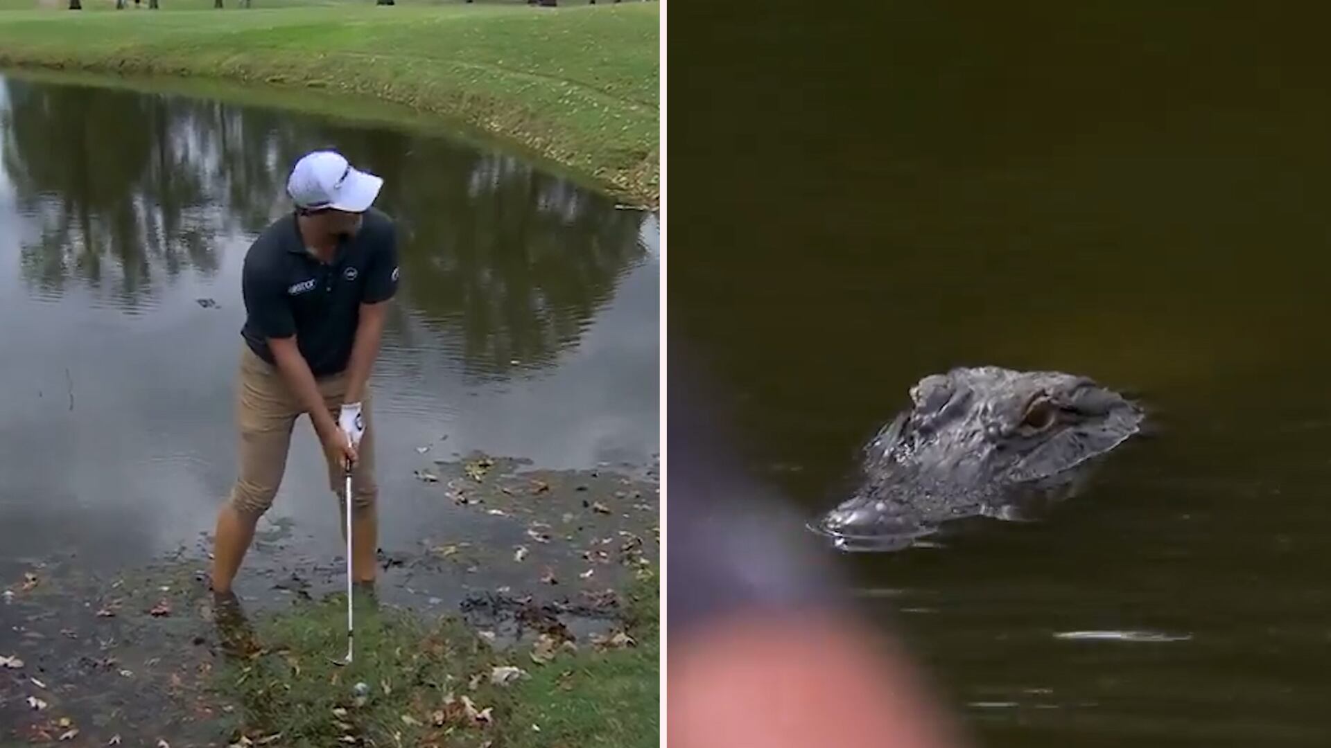 Vince Whaley se metió a un lago a pocos metros de un caimán