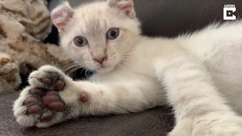 27-05-2021 David Rose es un