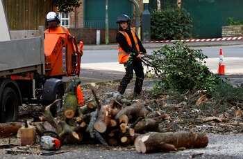 Trabajadores retiran árboles caídos por