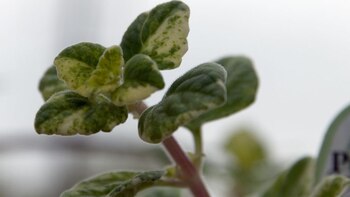 Incienso, Plantas, beneficios, Salud