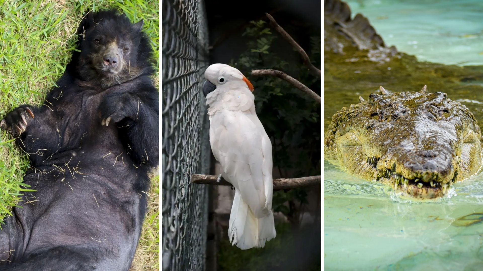Estos animales no solo son parte de la historia natural de Lima, sino que también muestran la importancia de un cuidado especializado para garantizar su bienestar en la etapa geriátrica. - Andina