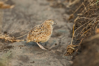 Torillo andaluz. (Francesco Veronesi/Wikimedia Commons)