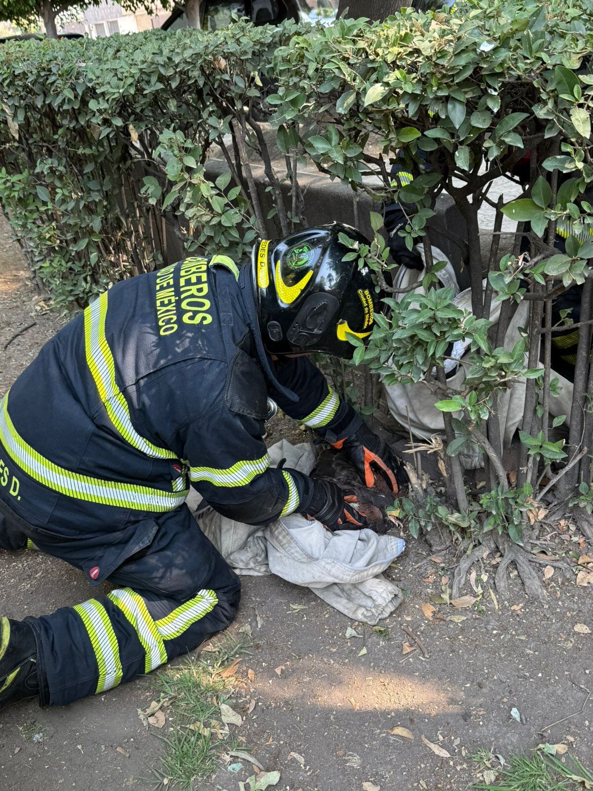 El animal fue puesto a disposición de la Brigada de Vigilancia Animal para su recuperación. Foto: (Jefe Vulcano Cova)