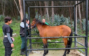 La acción de las autoridades permitió poner bajo custodia oficial a perros, gatos y un caballo - crédito @AnimalesBOG / X