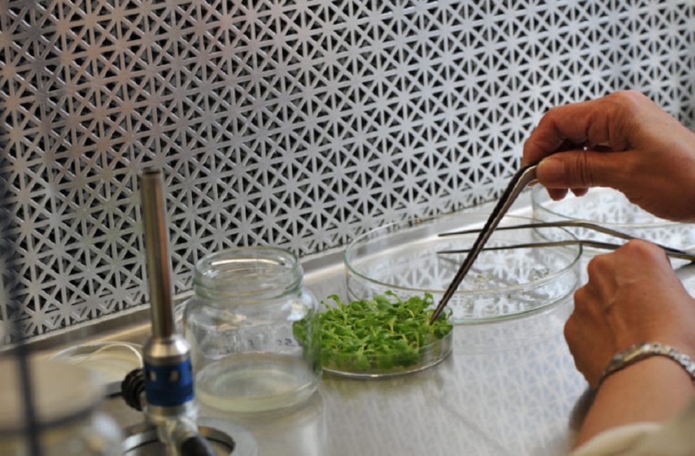 Argentina alcanzó un récord histórico en biotecnología con la aprobación de 38 productos transgénicos en dos años