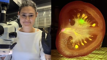 Una mujer con guantes junto a un microscopio y una sección transversal de tomate iluminada en la que se aprecian semillas