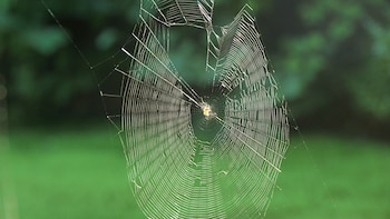 Una telaraña con propiedades inéditas