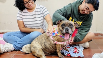 Caricias contra los nervios: Universidad de El Salvador implementa acompañamiento psicoemocional asistido por caninos