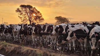 Con menos tambos y vacas, crece el rodeo promedio por establecimiento