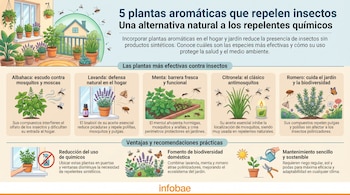 Infografía con título "5 plantas aromáticas que repelen insectos" mostrando una terraza con plantas, y detalles de albahaca, lavanda, menta, citronela y romero con insectos volando.