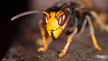 Localizan por primera vez a la avispa asiática en Canarias: un nido con 93 ejemplares de esta especie invasora