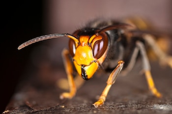 Avispa asiática (Vespa velutina). (Danel Solabarrieta/Wikimedia Commons)