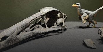 El Xenovenator Espinosai pertenece al