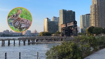 Tularemia en Long Island: investigan tres casos probables de la "fiebre del conejo", una infección transmitida por garrapatas